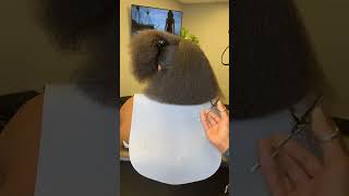 The trimming process is so satisfying 🤩shorts hairstyles naturalhair haircut fypシ゚viral [upl. by Liemaj]