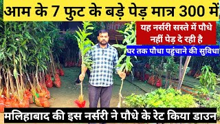 मलिहाबाद की इस नर्सरी ने पौधों के रेट किया डाउन  Nursery Visit At Malihabad Lucknow  Nursery Visit [upl. by Anyt]