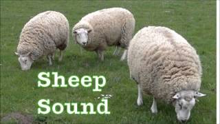 Sheep sound [upl. by Cordeelia]