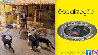 2 MAUI  LEÃO DA RODÉSIA agressivo com outros cães [upl. by Kcinom426]