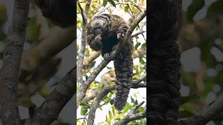 quotMittermeiers Tapajos Saki Monkey A Rare Glimpse into the Wildquot [upl. by Lerej]