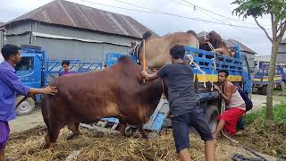 Bhai Koto Nilo Paragram Hozrotpur Gorur Haat 2023  Part 1  Qurbani Cow Price in Bangladesh [upl. by Lasser]