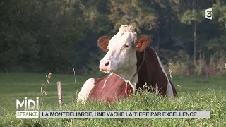 ANIMAUX  La Charolaise une vache rustique à la robe blanche [upl. by Jedd]