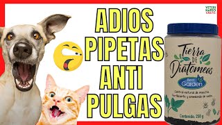 💖 CÓMO ELIMINAR PULGAS EN PERROS Y GATOS CON TIERRA DE DIATOMEAS 💖 ADIOS A LAS PIPETAS ANTIPULGAS [upl. by Renba396]