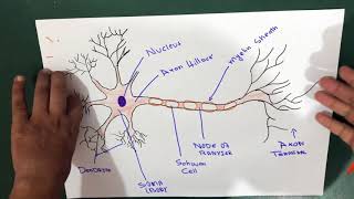 Neuron  Structure  Explained [upl. by Arret]