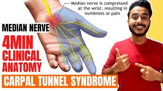 carpal tunnel syndrome clinical anatomy of median nerve  median nerve clinical anatomy [upl. by Gniw571]