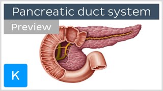 Pancreatic duct system preview  Human Anatomy  Kenhub [upl. by Ailimac]