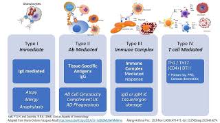 Hypersensitivity Types I to IV in less than 2 minutes [upl. by Baniez]