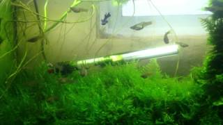 Christmas Moss Aquarium  Gold Endler Colony [upl. by Schiro]