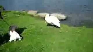 Swan attacks Bassett hound [upl. by Faydra]