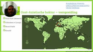 Presentatie Oost Aziatische boktor [upl. by Notsa]