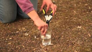 How to Prune Seedless Flame Grapes  Pruning Tips [upl. by Ilac95]