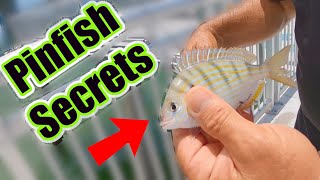 How To Catch Pinfish The Easy Way No Trap Or Net Needed Rigs and Where To Find Pinfish For Bait [upl. by Ahseat]