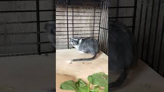 Gerbils mating attempts and super pregnant Stella mouse making sounds [upl. by Blane]