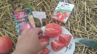 обзор томатов 🍅 Царевна лебедь и Царское искушение🍅 [upl. by Ahsinan]