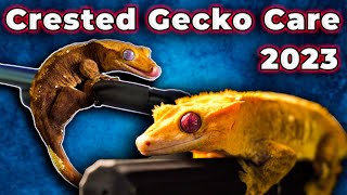 Crested Gecko Care Guide 2023  EVERYTHING You Need To Know To Care For Your Eyelash Gecko [upl. by Floss64]