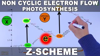 Non Cyclic and Cyclic Electron Flow  Z Scheme [upl. by Sivraj]