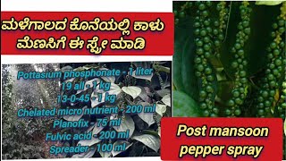 Black pepper Post mansoon spray  ಮಳೆಗಾಲದ ನಂತರ ಕಾಳುಮೆಣಸಿಗೆ ಈ ಸ್ಪ್ರೇ ಮಾಡಿ  Black pepper [upl. by Allisirp]