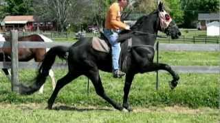 tennessee walking horse for sale SOLD [upl. by Airat]