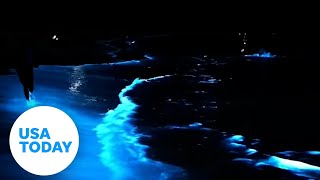 Rare bioluminescent algae lights up the ocean at night  USA TODAY [upl. by Philemon]