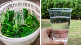 How To Remove Fluoride From Water Using Holy Basil [upl. by Marozas]