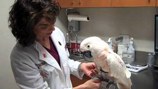 Dr Laurie Hess Examines a 58yearold Moluccan Cockatoo [upl. by Ruelle]