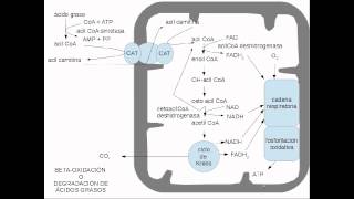 lipidos metabolismo [upl. by Kittie]