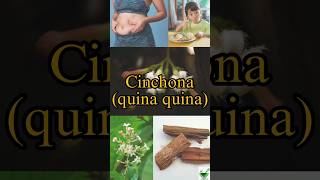 Cinchona  Learn a herb daily  cinchona pharmacognosy pharmacy ayurveda ayush bloating gpat [upl. by Reehsab]