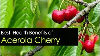 Acerola Cherry Benefits  Powder Extract and Seeds [upl. by Astra]