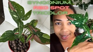 RARE Syngonium Red Spot Tricolor amp Stromanthe Triostar House plants SOIL TO LECA [upl. by Muryh]