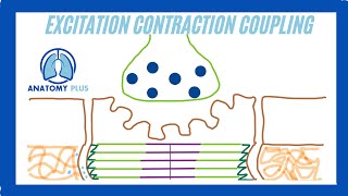 Excitation Contraction Coupling [upl. by Aniham821]