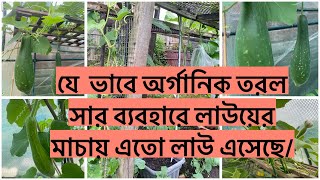 কোন অর্গানিক তরল সার ব্যবহারে লাউয়ের মাচায় এতো লাউ এসেছে নিয়মিত লাউ গাছের যত্ন কি ভাবে করা যায় [upl. by Yehc513]