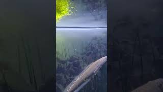 Bullseye Snakehead eats Northern Snakehead fry snakeheadsbullseyenorthernfeedingtime [upl. by Nesaj]