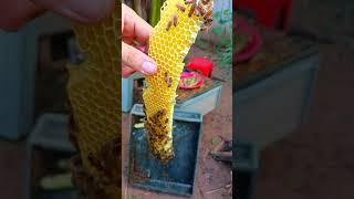 This honeycomb full of small larva for drone beekeeping beekeeper honey beekeeperslife drone [upl. by Assenyl233]