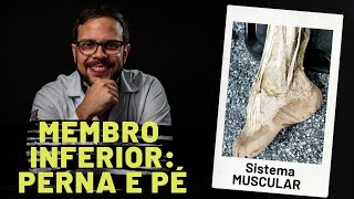 SISTEMA MUSCULAR MEMBRO INFERIOR  PERNA E PÉ  AULA PRÁTICA COM PROF ANDRÉ OLIVEIRA [upl. by Dogs414]