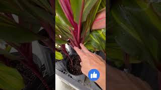 Harlequin Cordyline Goregous Houseplant redbirdgardeninganddesign rightplantrightplaceeverytime [upl. by Murat]