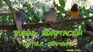 TORTOLA DIAMANTE Se animan a criar  Cria 2020 y en voladera [upl. by Nylirehs]