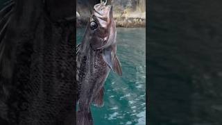 Filling the fish box in Seward Alaska [upl. by Arundel]