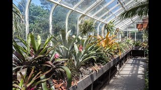 Bromeliad amp Tillandsia Tips TPIE—Part 2 — Plant One On Me — Ep 056 [upl. by Maisey]