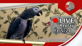 Einstein Parrot FB Live Replay 3524 [upl. by Starla662]