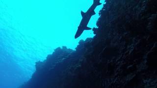 Reef shark encounter back wall of Molokini Crater Maui On the Mike Severns dive boat Craig Walker [upl. by Barr]