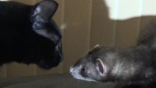 Ferret amp Cat  First Meeting [upl. by Limaj]