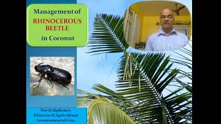 Controlling Rhinoceros Beetles in Coconut Palms [upl. by Deehahs]