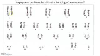 Homologe Chromosomen [upl. by Mauer]