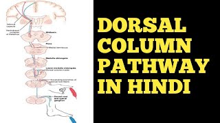 Dorsal Column Pathway In Hindi cnsphysiology physiologynervoussystem neurology Doctors Corner [upl. by Seema]