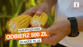 Najlepsze odmiany kukurydzy tylko od KWS🌽👍 [upl. by Enelrahs]