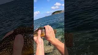 Vieille au bouchon pêche du bord en Bretagne fishing pecheur peche [upl. by Ahseit]