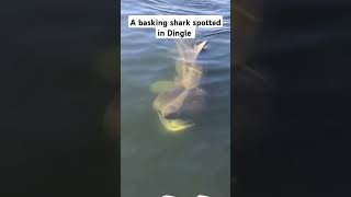 A basking shark spotted in Dingle Ireland [upl. by Thierry]