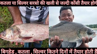 कतला  सिल्वर बिगहेड कोंसी मछली जल्दी तैयार होती हैं ।। Katla Fish Farming [upl. by Lounge]