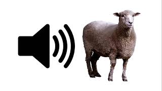 Sheep  Sound Effect  ProSounds [upl. by Ytteb]